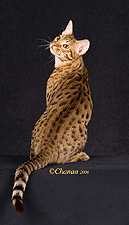 06_Sunstone Heat of the Moment